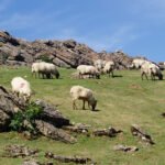 La 5ª edición de ‘Territorios Pastoreados’ aborda en Navarra los retos de la ganadería extensiva