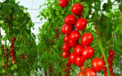 Bayer ampliará su oferta de semillas hortícolas producidas en ecológico