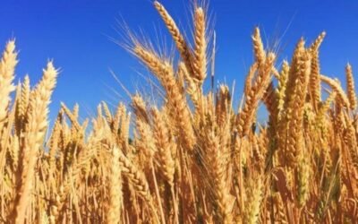 Producción mundial y consumo de trigo se mantienen en niveles récord para 2021/22