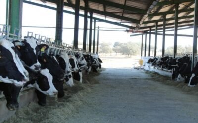 El MAPA plantea límites legales de 725 vacas lecheras o de 1.500 terneros de cebo por explotación bovina