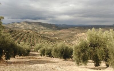 Métodos de control de la mosca del olivo, una de sus principales plagas