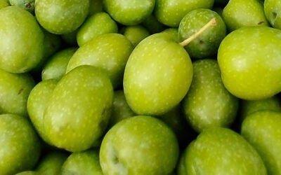La Junta de Andalucía prevé una producción de 438.743 t. de aceituna de mesa en la campaña 2021/22