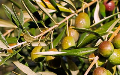 Andalucía prevé que su producción de aceite de oliva descienda un 5,5% en la campaña 2021/22