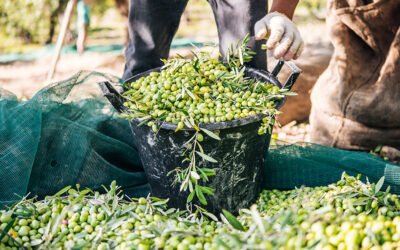 Andalucía prevé una producción de 1.050.300 toneladas de aceite de oliva en la próxima campaña del aceite de oliva
