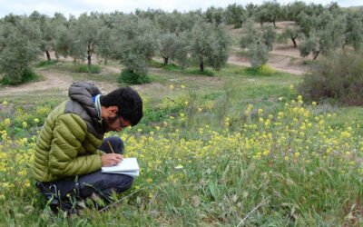 Investigadores de la UJA consideran esencial el manejo extensivo de cubiertas vegetales de olivar para incrementar la diversidad de especies