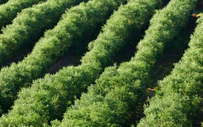 Extremadura prohíbe la recolección nocturna de aceitunas