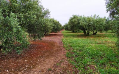 Investigadores de la UJA definen las funciones que desempeñan las cubiertas vegetales en cada olivar