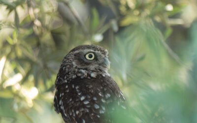 Primera guía ornitológica referida en exclusiva a una finca de olivar