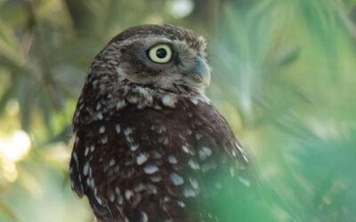 Nace la primera guía de aves de una finca de olivar