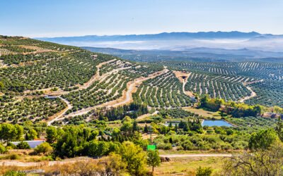 La IGP «Aceite de Jaén» participará en Expoliva 2021