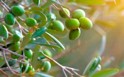 Italia Olivícola prevé una ligera recuperación de la producción italiana de aceite de oliva en la campaña 2021/22