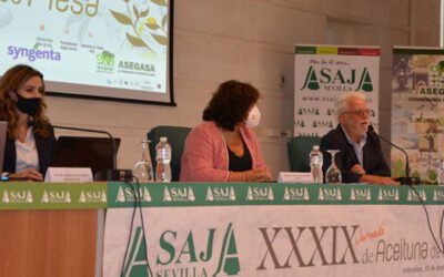Asaja-Sevilla prevé que la cosecha nacional de aceituna de mesa no supere las 489.000 toneladas