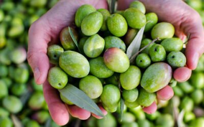Manzanilla Olive inicia un proceso de fusión con Oleand para convertirse en la mayor cooperativa de aceituna de mesa de Andalucía