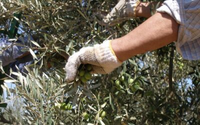 ???Interaceituna prevé 558.200 t de #aceituna verdeable en la nueva campaña 2021/22.
https://www.agronegocios.es/interaceituna-preve-558-200-t-de-aceituna-verdeable-en-la-nueva-campana-2021-22/