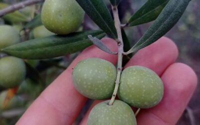 RT by @conde_onde: ?️ Sierra Morena en plena Sierra de Córdoba puedes encontrar olivares centenarios con estas aceitunas de gran calibre ?
? Variedad de aceituna de mesa ?? “Gordal Sevillana” ?
⚠️ A pesar de la baja pluviometría en los últimos meses ?