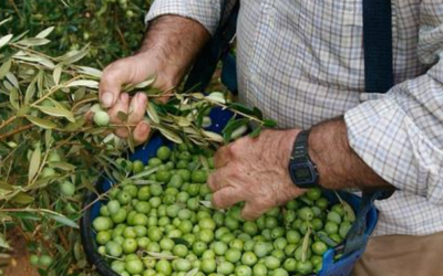 Garcioliva, empresa de entamadores, nacida en la cuna de la aceituna de mesa. 
Manzanilla fina, gordal sevillana, verdial, hojiblanca… desea a todos los agricultores de la zona, una productiva cosecha. 
Garcioliva.
Carretera Arahal – El Coronil, Km 2. 
95 484 07 94.