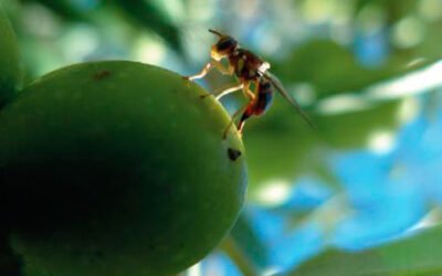 Mosca del olivo: situación fitosanitaria en el olivar andaluz