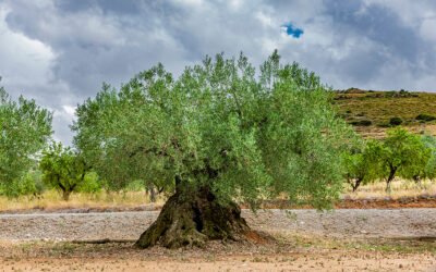 Aspectos agronómicos para mejorar la rentabilidad del Olivar tradicional de secano