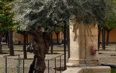 El olivo de la Mezquita