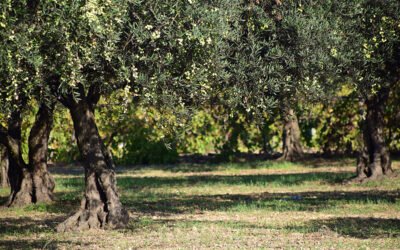 El olivar tradicional castellano-manchego se revela ante el reparto de ayudas de la PAC
