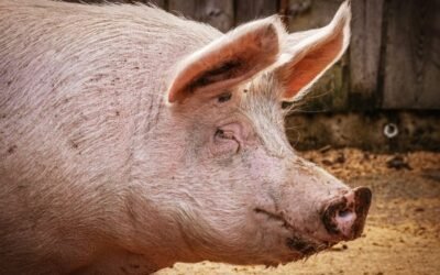 Influencia de la ventilación sobre la concentración de amoníaco y los rendimientos productivos en engordes de porcino