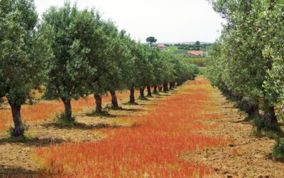 Portugal estima una reducción del 30% de la producción de aceite de oliva para la próxima campaña