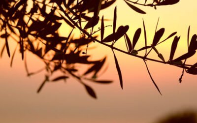 Andalucía y Extremadura suspenden la recogida nocturna de aceituna en olivares superintensivos