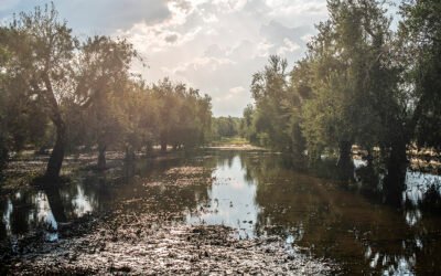 El olivar de regadío como herramienta para la fijación de población al territorio