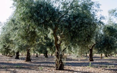 El olivar de regadío produce más de la mitad del aceite de oliva del mundo, según un informe