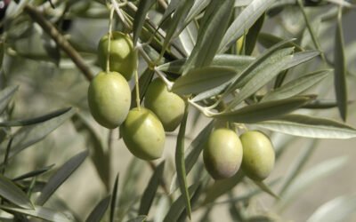 Estudio de rentabilidad de la recolección temprana en cultivo ecológico de la variedad Picual