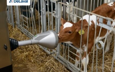 CalfRail CFR100, la propuesta de DeLaval para alimentar a las terneras de forma más natural