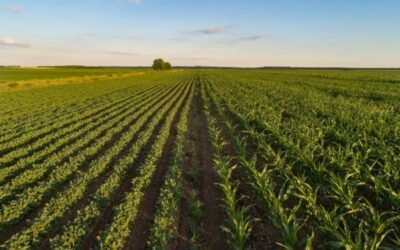 El precio medio de la tierra de uso agrario se moderó durante el pasado año