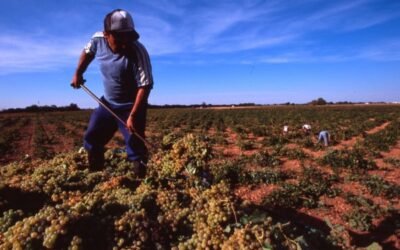 La CE aprueba medidas excepcionales para apoyar a los sectores vitivinícola y hortofrutícola