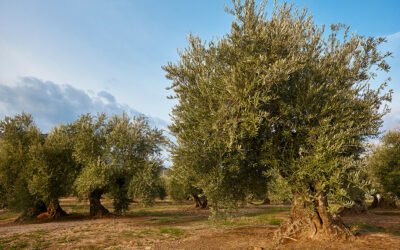 La sobrefertilización con nitrógeno del olivar provoca la disminución de polifenoles y empeoramiento de la calidad del aceite