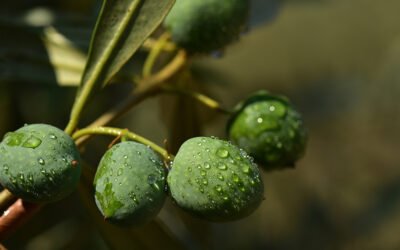 APAG Extremadura Asaja reclama a la AICA que vigile el cumplimiento de la Ley de Cadena Alimentaria en la aceituna de mesa