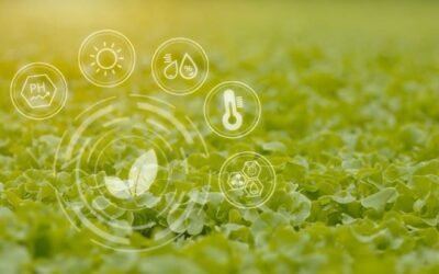Acuerdo entre Cajamar e IBM para ofrecer servicios de IA al sector agroalimentario