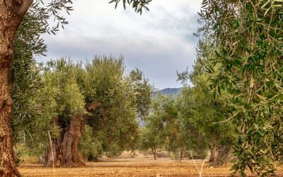 Picual, arbequina y manzanilla: las variedades españolas más eficientes en absorción de nitrógeno