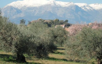 El precio de la tierra de olivar descendió un 3% en 2020