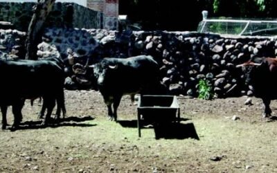 Beneficios de la aplicación del carro unifeed en ganado vacuno extensivo de lidia