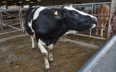 Las entregas de leche de vaca a primeros compradores repuntan un 4% en agosto
