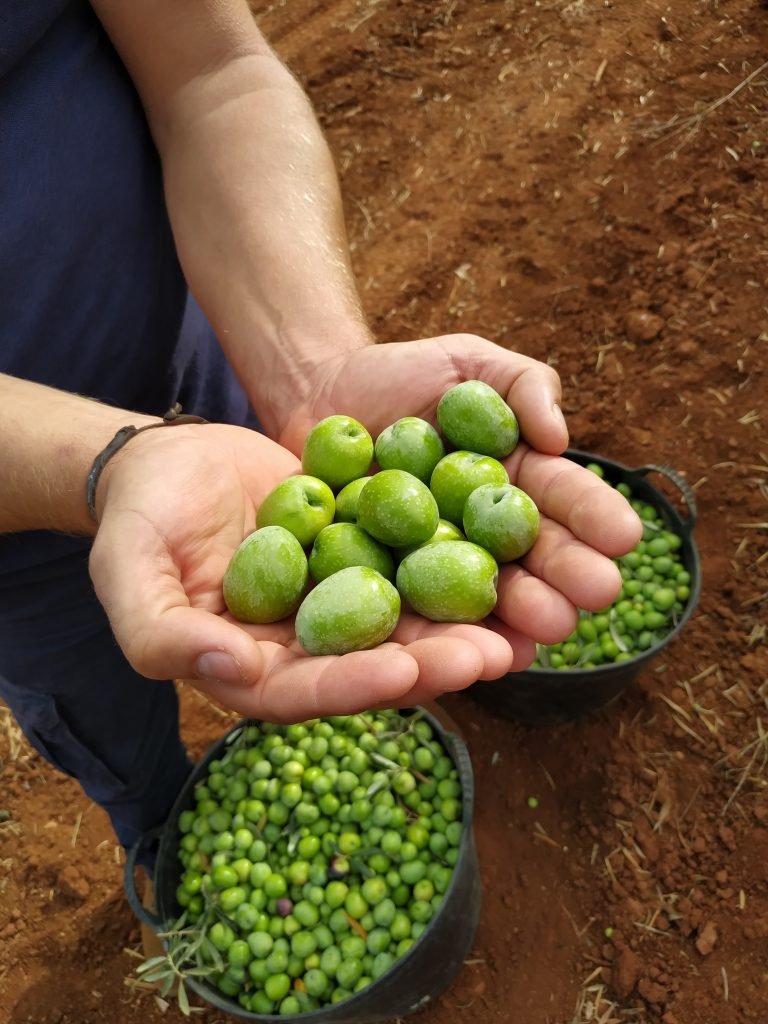 Aceitunas recién recolectadas bajo el sello de calidad de la IGP Aceitunas Manzanilla y Gordal de Sevilla