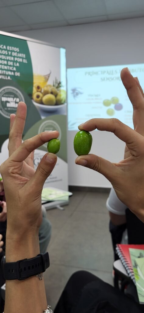 Aceitunas con IGP: la formación que transforma la hostelería sevillana desde Gastromium 4 Aceitunas con IGP: la formación que transforma la hostelería sevillana desde Gastromium 3