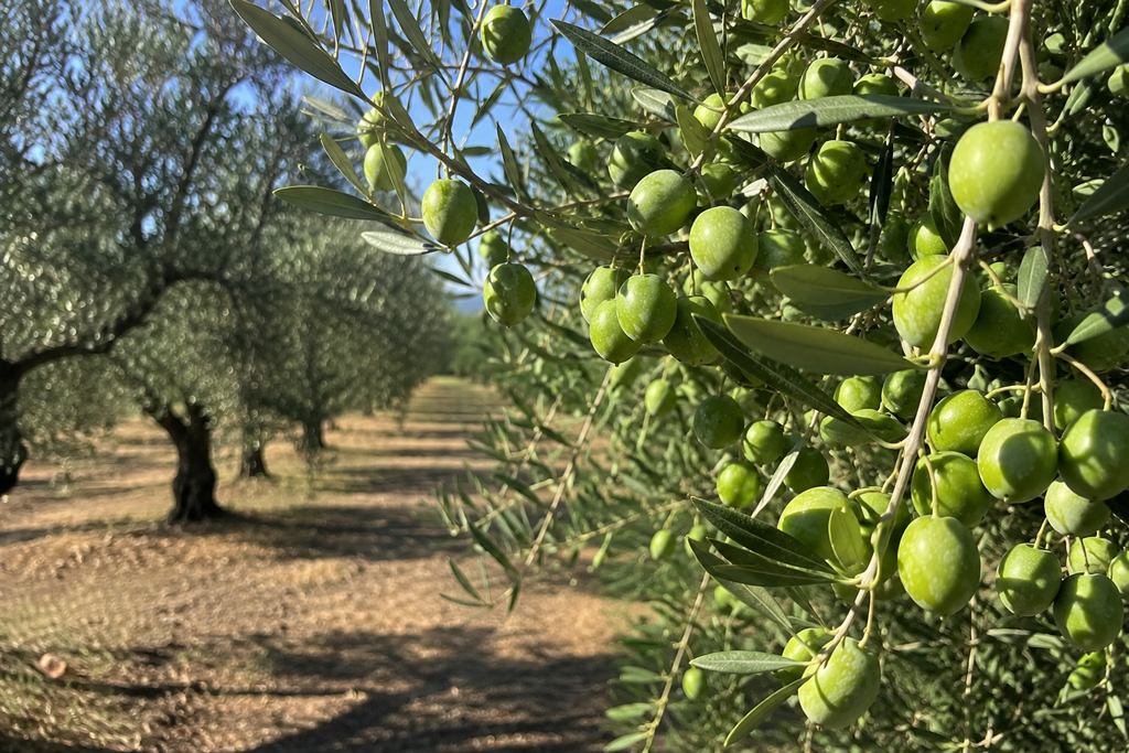 Aceitunas verdes en un olivar andaluz, en el contexto de la Estrategia Andaluza del Olivar y la calidad ligada al territorio.