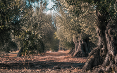 La calidad ligada al territorio, entre los indicadores que más mejoran en la Estrategia Andaluza del Olivar