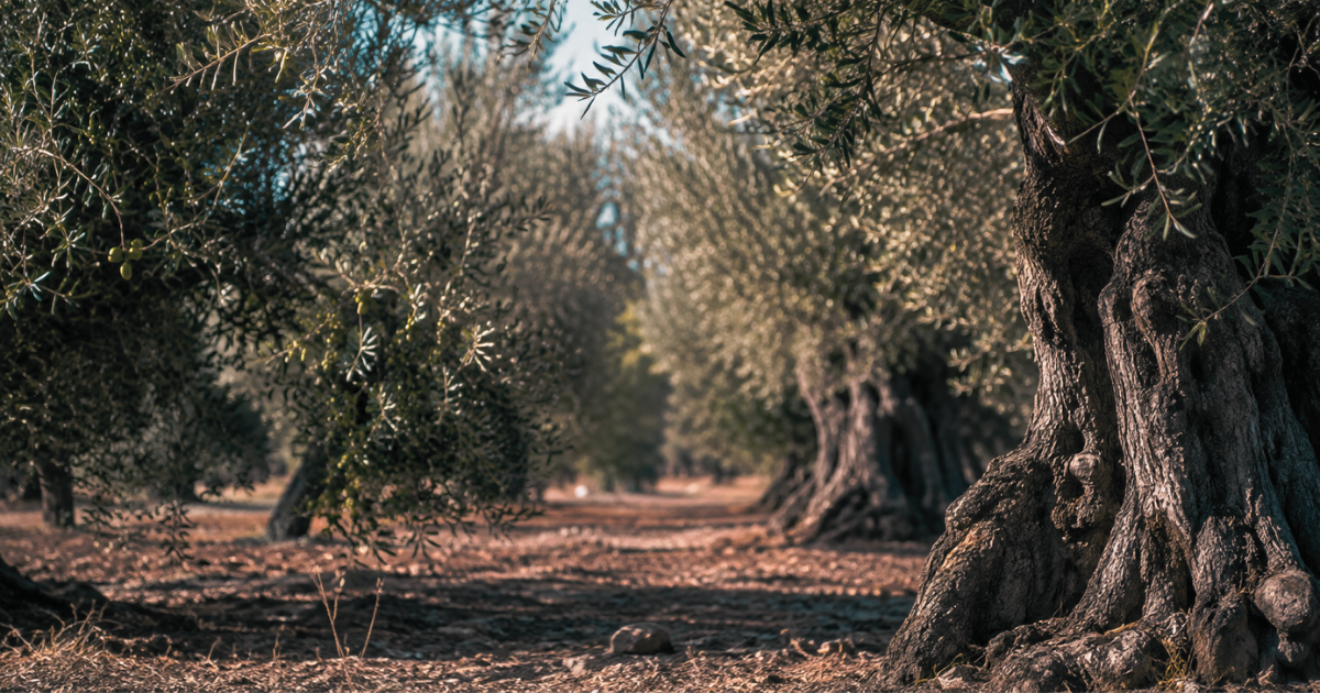 La Estrategia Andaluza del Olivar y la calidad ligada al territorio.