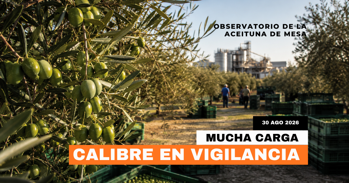Verdeo Sevilla 2026 con olivar cargado de aceitunas verdes y cajas de recolección.