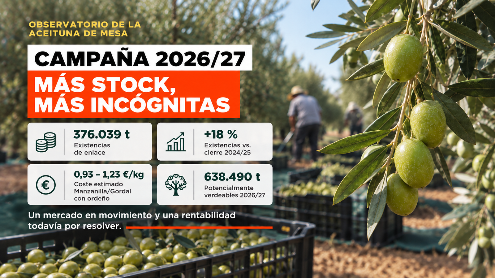 Campaña de aceituna de mesa 2026-27 y verdeo en Sevilla Aceitunas verdes en un olivar de Sevilla durante la campaña de aceituna de mesa 2026/27