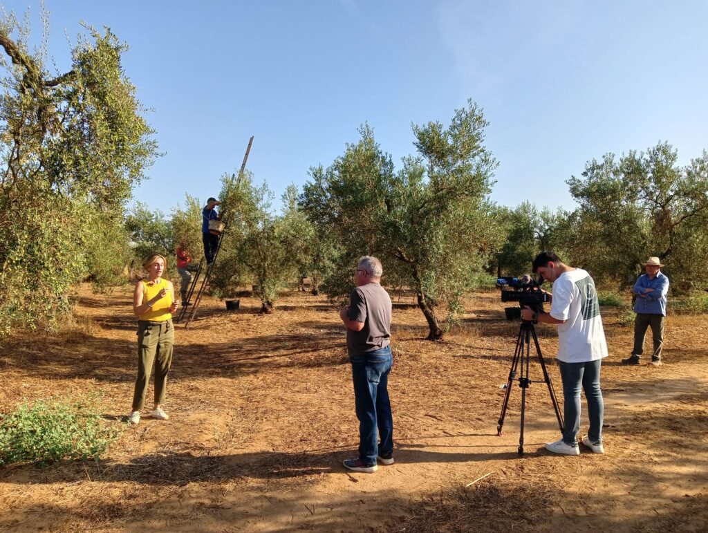 Agrosfera pone el foco en el verdeo 2026 y la campaña de aceituna de mesa en Sevilla 1 Entrevista de Agrosfera RTVE durante el verdeo 2026 en una finca de olivar de Benacazón, Sevilla