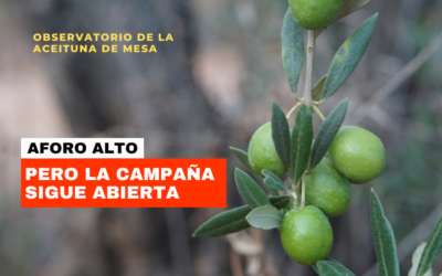 Campaña de aceituna de mesa 2026/27: aforo, calor y presión sobre los precios en Sevilla