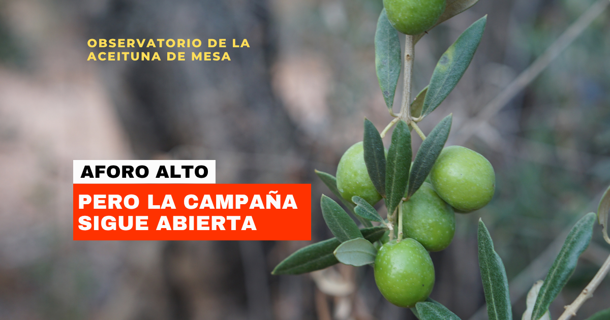 Campaña de aceituna de mesa 2026/27 en Sevilla Campaña de aceituna de mesa 2026/27 en Sevilla con olivos cargados de aceitunas verdes.